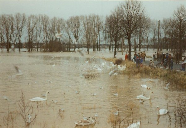 hoch93_2