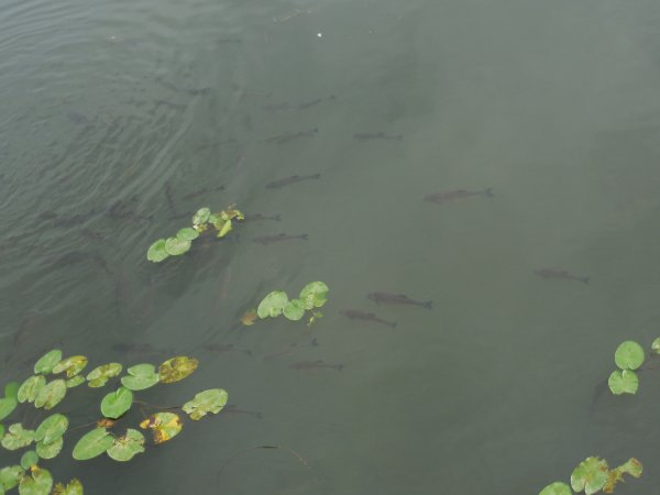 DSCN5575